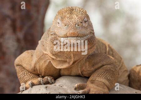 Sante Fe iguana on Santa Fe island, Galapagos, Ecuador. Stock Photo