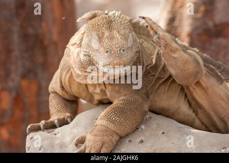 Sante Fe iguana on Santa Fe island, Galapagos, Ecuador. Stock Photo