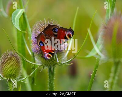 Beautiful peacock butterfly, Aglais io, on a purple teasel flower in summer Stock Photo