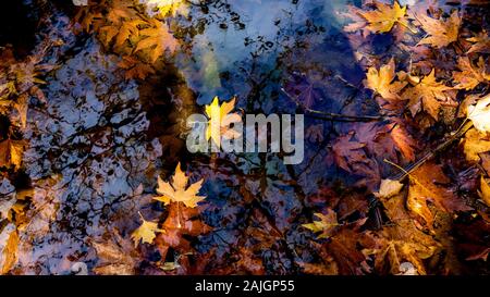 Golden yellow leaves floating on water / Floral wallpaper Stock Photo