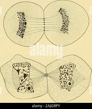 Astral Rays The cell in development and inheritance . the astral rays ...