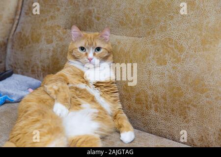 A sleepy and well-fed red-haired cat is sitting on his back on the sofa. Lazy domestic red cat. Stock Photo