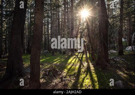 Sun coming through forest trees in California Stock Photo