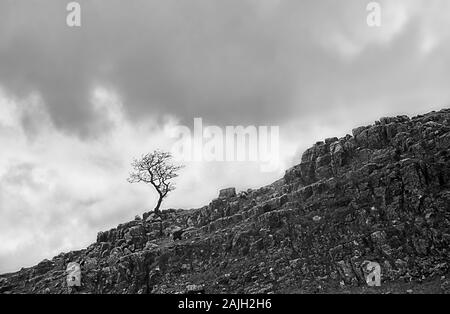 A lonely, windswept rowan tree (Sorbus aucuparia) above Malham Cove in Watlowes Valley, Yorkshire Dales, England, UK.  Old black and white film photograph, circa 1992 Stock Photo