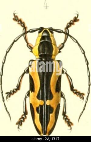 Archives entomologiques, ou, Recueil contenant des illustrations d'insectes nouveaux ou rares . Stock Photo