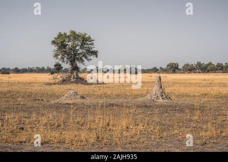 Dry African Landscape with Termite Mound and Tree in the Savanna in the Moremi Game Reserve, Okavango Delta, Botswana, Africa Stock Photo