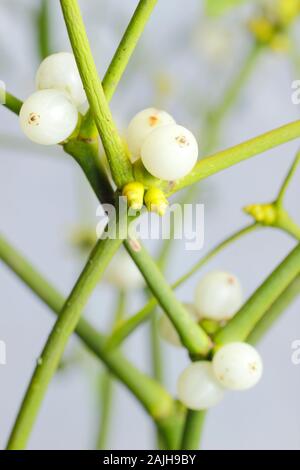 Viscum album. European mistletoe with berries in winter. UK Stock Photo