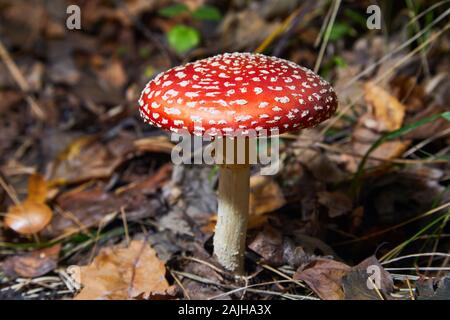Red fly agaric.   Toxic and hallucinogen mushroom Fly Agaric in grass on autumn forest background. Red poisonous Amanita Muscari Stock Photo