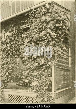 Farquhar's autumn catalogue : 1911 . te and yel-low flowers, very fragrant. Each, 25c.; doz., $2.50; 100, $15.00.Belgica. The old-fashioned pink and yellow monthly honeysuckle. Each, 30C ; doz., $3 00Heckrottii. Ever-Blooming. Deep red flowers with yellow throat, continuous bloomer. Each, 35c.; doz., $3.50.Sempervirens. Scat-let Honeysuckle. Each, 50c.; doz., $5.00.Lycium Chinensis. Alatrimonv Vine. A Chinese species, with large,light green foliage and pale purple flowers, followed by showy orangeand scarlet fruits. Each, 25c.; doz., $2.50.Periploca Qraeca. A rapid growing vine, with lanceolat Stock Photo