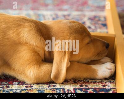 Golden cute puppy sleeping under the table Stock Photo