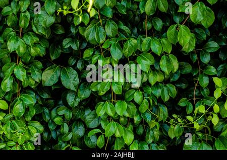 Natural background wallpaper and green leaves. Stock Photo