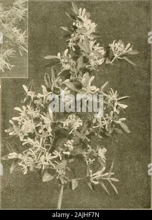Farquhar's autumn catalogue : 1911 . Mav Almond. Double Pink. Double White. May ...... Althea. Purple, red, or white. September.variegated foliaged Amorpha fruticosa. False Indigo. A stronggrowing shrub with spikes of indigo-colored flowers; June .....canescens. Lead Plant. A dense grow-ing shrub producing an abundance offlowers of a blue color bome on termi-nal spikes Aralia pentaphylla. A beautiful Japaneseshrub of rapid growth; branches fur-nished with spines; leaves palmate,five-lobed and pale green .... Azalea Pontica or Hardy Ghent. Magnificentlarge-flowering hybrids in various fine colo Stock Photo