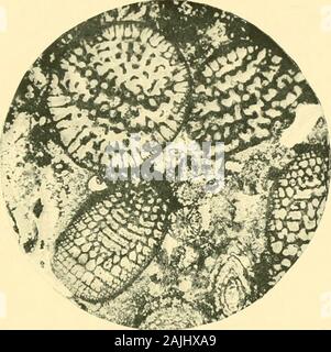 The foraminifera: an introduction to the study of the protozoa . Fig. o5.—Okbitoides Limestone ; LowekMiocene, Christmas Island, x 10. of Hermsdorf and other localities has yielded aprolific fauna. In this country the Oligocene isnot so productive, since the beds are for the inainpart of fresh-water or fluvio-niarine characters.From the Isle of Wight a small series, chiefly re-presented by Miliolina and Pohjinuvjihiiia, has beenobtained by the writer. The Malta tertiary beds arein part of Oligocene age, and many of the beds there GEOLOGICAL EANGE 275 as well as in Jamaica, in the West Indies, Stock Photo