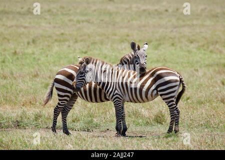 beautiful zebras in the maasai mara Stock Photo