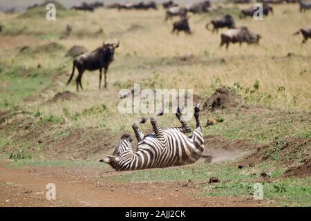 beautiful zebras in the maasai mara Stock Photo