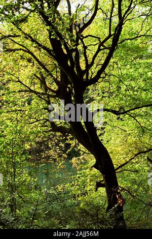 Silhouette view of a tree with many branches in the German forest. Green and yellow leafs against the bright sun giving a warm atmosphere. Stock Photo