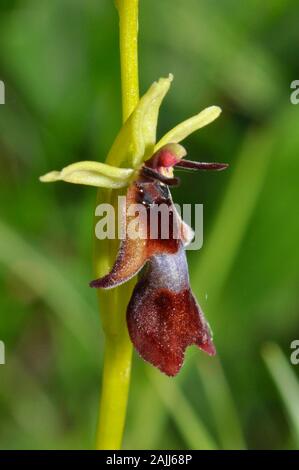 Fly Orchid 'Ophrys insectifera' grows on calcareous soil,flowers May and June,orchid, vulnerable, Wiltshire, UK, Stock Photo