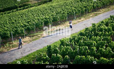 Aerial view of some tourists walking along vineyard trails part of the famous Rhinesteig Hiking Trail near Rudesheim, Germany. Stock Photo