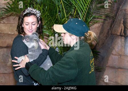 A visitor being photographed, holding a tamed Koala that is used to humans  under the care of its keeper at  the Australia Zoo on the Sunshine Coast i Stock Photo