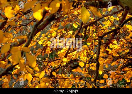 Autumn Beech leaves (fagus sylvatica), backlit by low, warm sunlight. Stock Photo