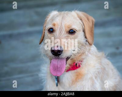 Yellow Mini Labradoodle Puppy with Tongue Hanging Out and Big Bright Eyes Stock Photo