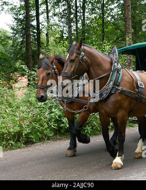 Beautiful chestnut colored horses pull carriage through the forest in southern Bavaria near Neuschwanstein Castle, Germany. Stock Photo