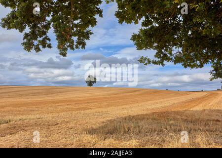 Image of single tree in agricultural field, cut wheat, part cloudy sky with over hanging tree branches. Stock Photo