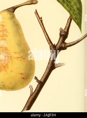 County Fair Foods Watertown : BOSC PEARS