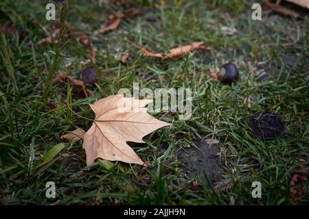 Autumn leaf on the grass Stock Photo
