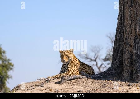 Male Leopard, Panthera pardus, Bushman Plains, Okavanago Delta, Botswana Stock Photo