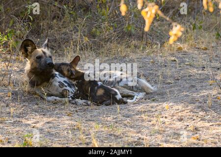 African wild dog, Lycaon pictus, adult and pup, Bushman Plains, Okavanago Delta, Botswana. Also known as Painted Wolf. Stock Photo