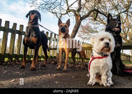 Four dogs look on with great interest, tied to a fence Stock Photo
