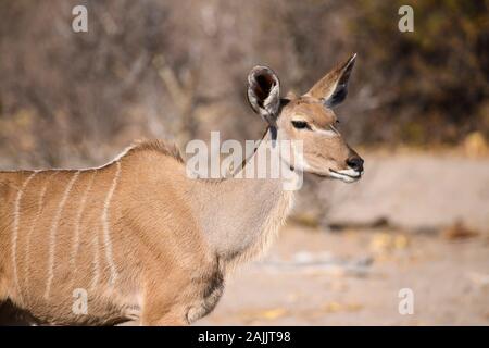 Female Greater Kudu, Tragelaphus strepsiceros, Makgadikgadi Pans National Park, Kalahari, Botswana