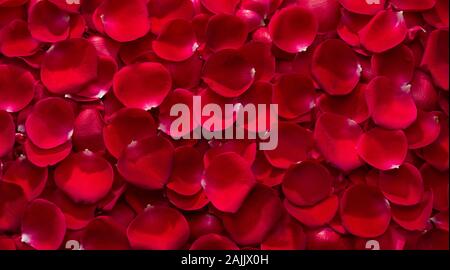 Panoramic view of rose petals for background and banner Stock Photo