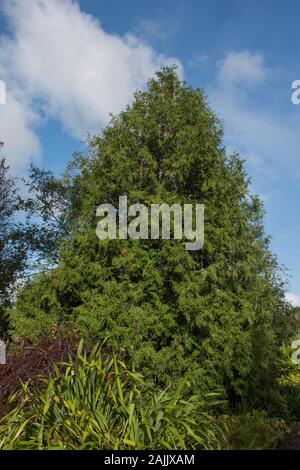 Autumn Foliage of a Variegated Evergreen Hatchet Leaved Arbor-Vitae or Hiba Tree (Thujopsis dolabrata 'Variegata') in a Garden in Devon, England, UK Stock Photo