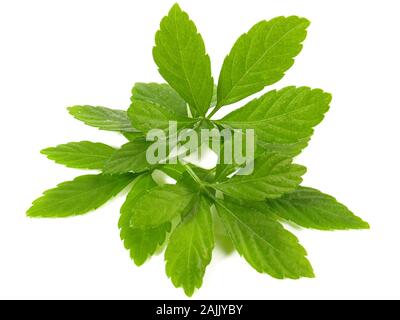 Jiaogulan Leaves on white Background Stock Photo