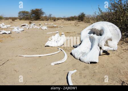 Elephant skull and bones, Makgadikgadi Pans National Park, Kalahari, Botswana Stock Photo