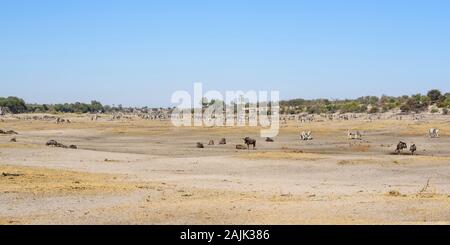 Herd Of Zebra In The Dry Boteti River Bed In The Makgadikgadi Game 