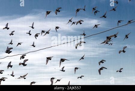 Pigeons flying by the sea, view of Istanbul Stock Photo