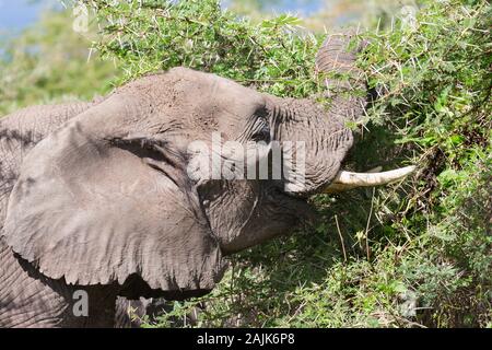 African elephant (Loxodonta africana) browsing on thorny acacia trees Stock Photo