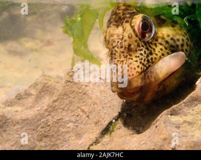 Close up view of a Common Blenny / Shanny (Lipophrys pholis) in a rock pool among green algae, The Gower, Wales, UK, August. Stock Photo