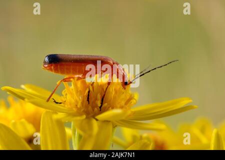 Common red soldier / Black-tipped soldier beetle (Rhagonycha fulva) nectar feeding on a Ragwort flower (Senecio jacobaea) in a meadow, UK. Stock Photo