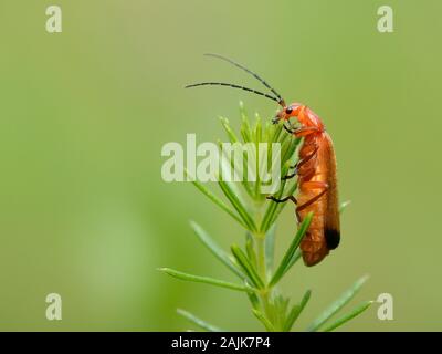 Common red soldier beetle / Black-tipped soldier beetle (Rhagonycha fulva) on a Goose grass / Cleavers (Galium aparine) plant, Wiltshire, UK. Stock Photo