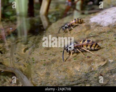 Two Common wasps (Vespula vulgaris) drinking water as they stand on the margins of a garden pond, Wiltshire, UK, July. Stock Photo