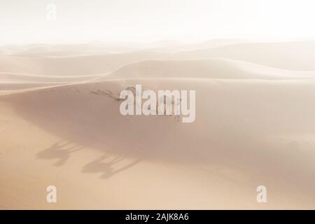 Bedouin and camels on way through sandy desert. Nomad leads a camel caravan in the Sahara during a sand storm, Morocco, Africa  Silhouette man Stock Photo