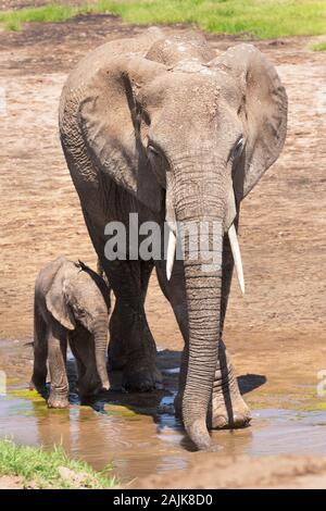 A mother African elephant with her young calf beside her drinking at a stream Stock Photo