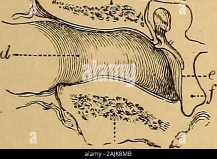 A text-book of the diseases of the ear for students and practitioners . Stock Photo