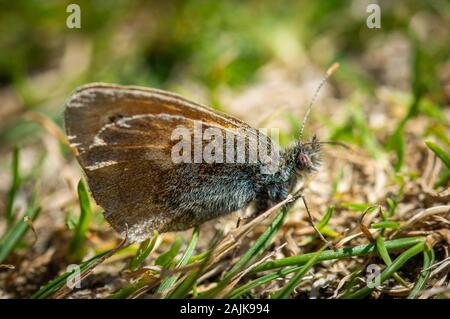 Small heath butterfly on the ground Stock Photo