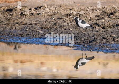 Blacksmith Lapwing, Vanellus armatus, Makgadikgadi Pans National Park, Kalahari, Botswana. Also known as Blacksmith Plover. Stock Photo