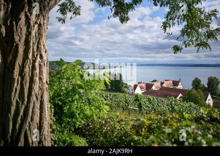 Landscape view over vineyards to the beautiful Lake Constance or Bodensee from Germany looking towards Switzerland. Stock Photo